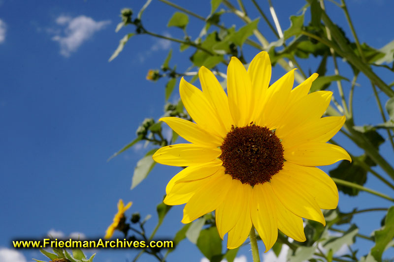nature,sky,blue,yellow,sunflower,flash,close-up,vibrant,flower,leaves,rule of thirds,